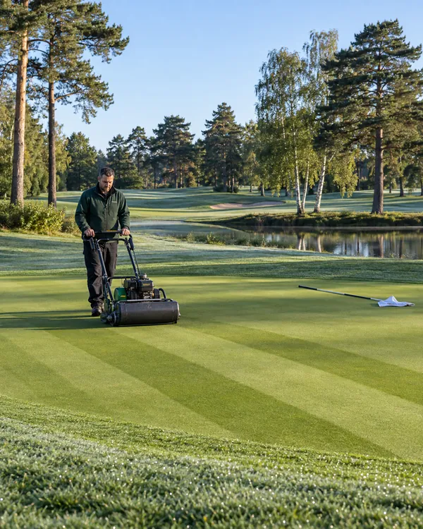 A greenkeeper double-cutting a green with a pedestrian mower in the early morning, dew still on the fringe.